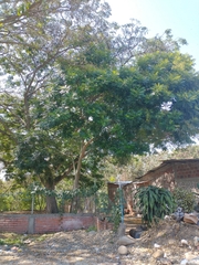 Simarouba