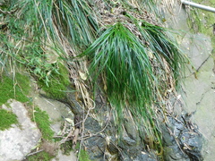 Carex lancea