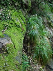 Carex lancea