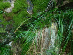 Carex lancea
