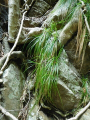 Carex lancea