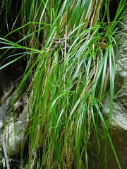 Carex lancea