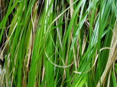 Carex lancea