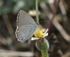 Euchrysops cnejus cnejus