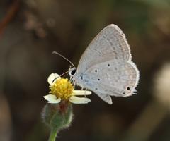 Euchrysops cnejus cnejus