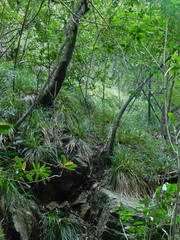 Carex lancea