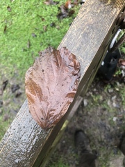 Angiospermae