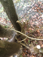 Angiospermae