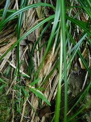 Carex lancea