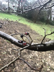Angiospermae