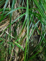 Carex lancea