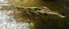 Carex lancea