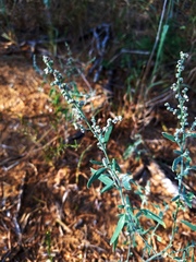 Chenopodium pratericola