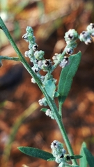 Chenopodium pratericola
