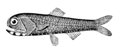 California Headlightfish photo 4