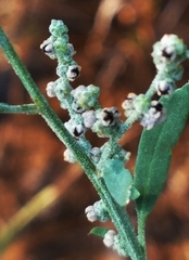 Chenopodium pratericola