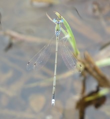 Lestes pallidus
