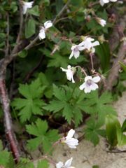 Geranium krylovii