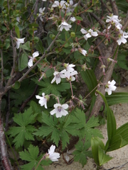 Geranium krylovii