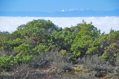 Arctostaphylos manzanita roofii