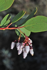 Arctostaphylos manzanita roofii