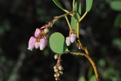 Arctostaphylos manzanita roofii