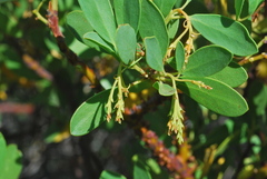 Arctostaphylos manzanita roofii