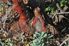 Arctostaphylos manzanita roofii