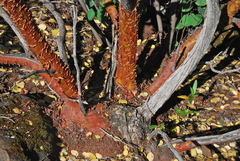 Arctostaphylos manzanita roofii