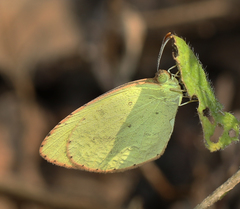 Eurema brigitta rubella
