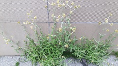 Pseudognaphalium affine