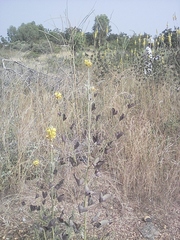 Crotalaria