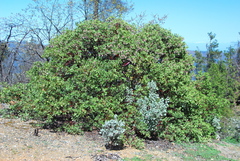 Arctostaphylos manzanita roofii