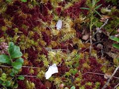Sphagnum balticum