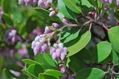 Arctostaphylos manzanita roofii