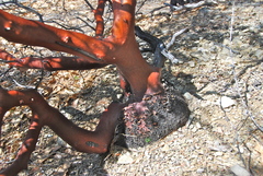 Arctostaphylos manzanita roofii