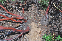Arctostaphylos manzanita roofii