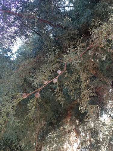 Cedar-of-Goa (Hesperocyparis lusitanica)