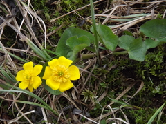 Caltha arctica