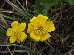 Caltha arctica