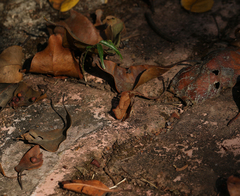Abisara bifasciata suffusa