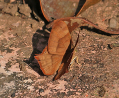 Abisara bifasciata suffusa