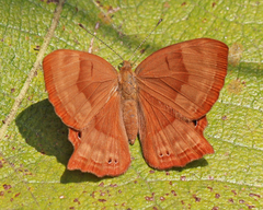 Abisara bifasciata suffusa