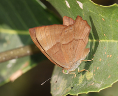 Abisara bifasciata suffusa