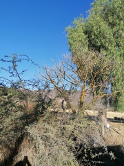 Bursera morelensis
