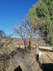 Bursera morelensis