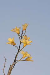 Dendrobium ovatum