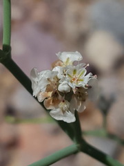 Eriogonum rotundifolium