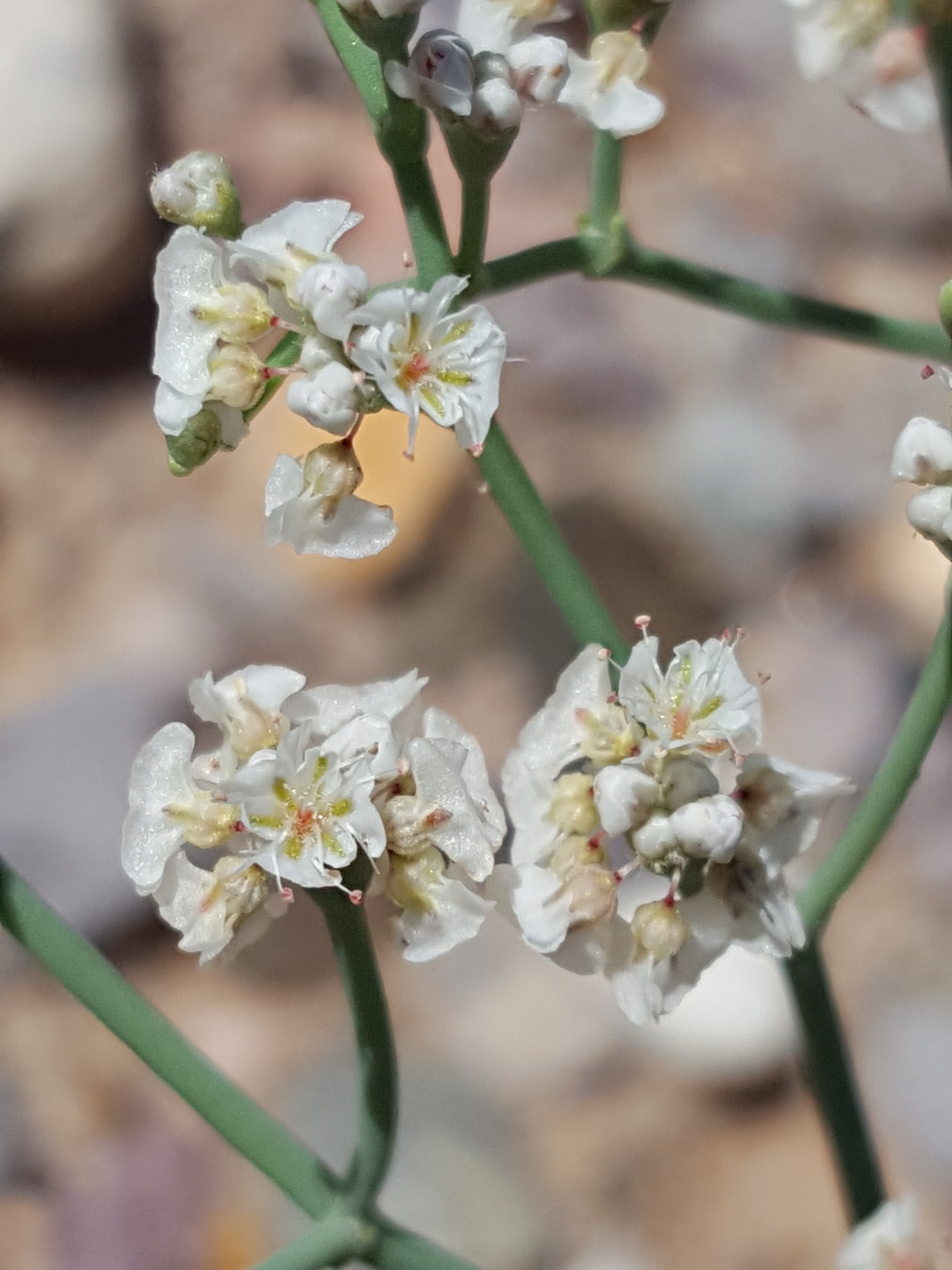 Eriogonum rotundifolium