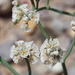 Roundleaf Buckwheat - Photo (c) Alex Abair, some rights reserved (CC BY-NC), uploaded by Alex Abair